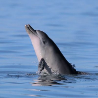 A grey bottlenose dolphin reaching it's head above the surface of the water 